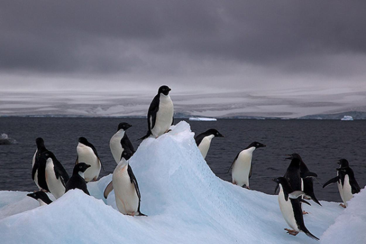 Как пингвины Антарктиды приспособились к глобальному потеплению
