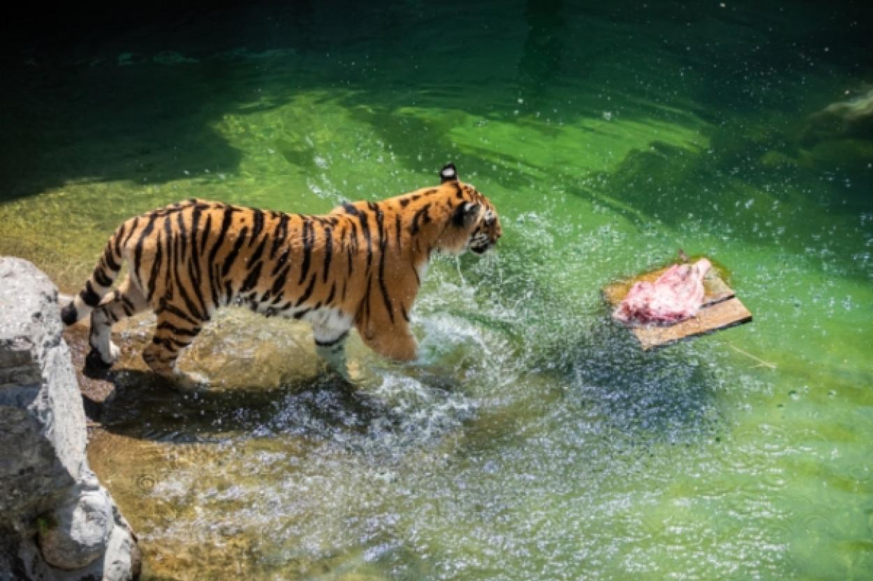 В зоопарках стало слишком много пожилых животных: учёные нашли угрозу для сохранения видов