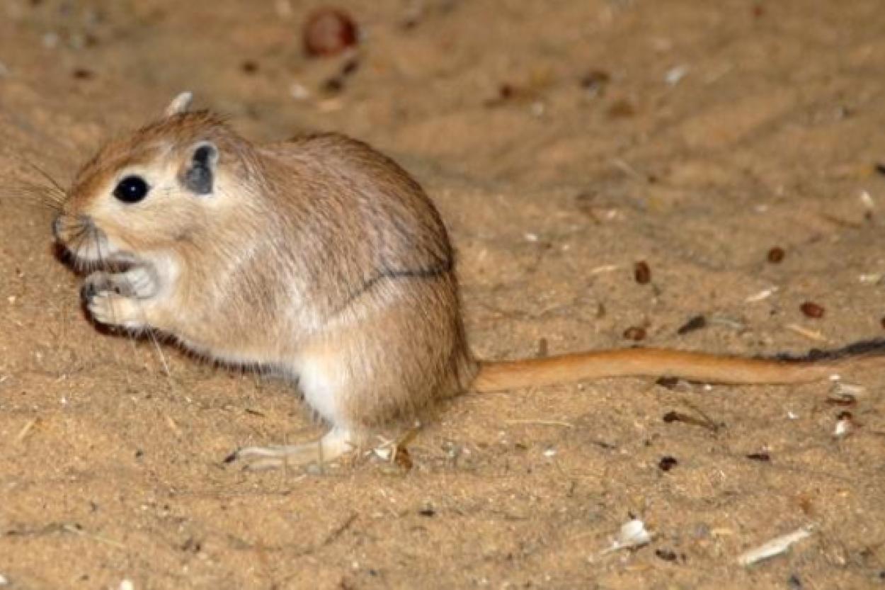 Как животные в пустыне находят воду