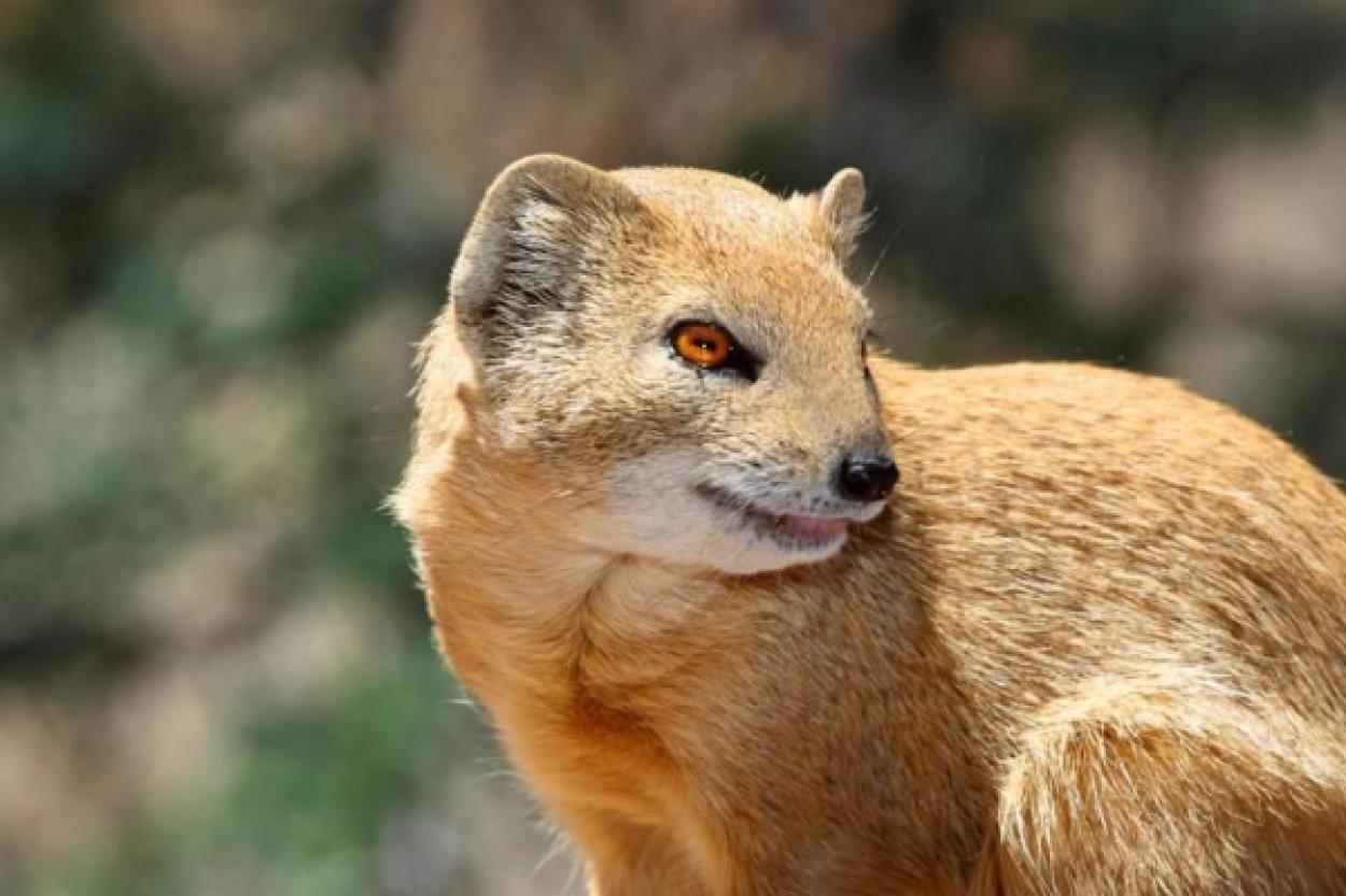 Иммунитет мангуста к змеиному яду: миф или реальность