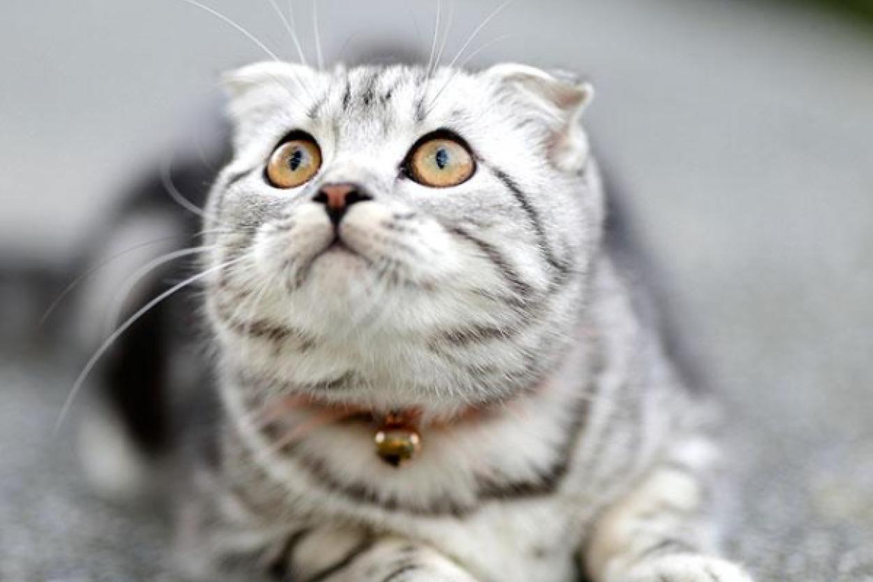 Чувства наших братьев меньших: как понять эмоции животных