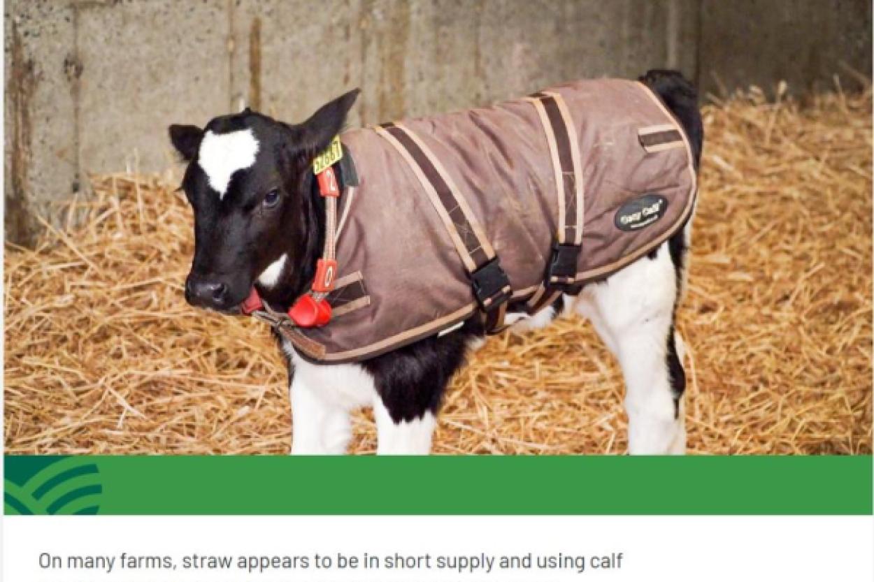 Ирландские фермеры начали покупать куртки для телят