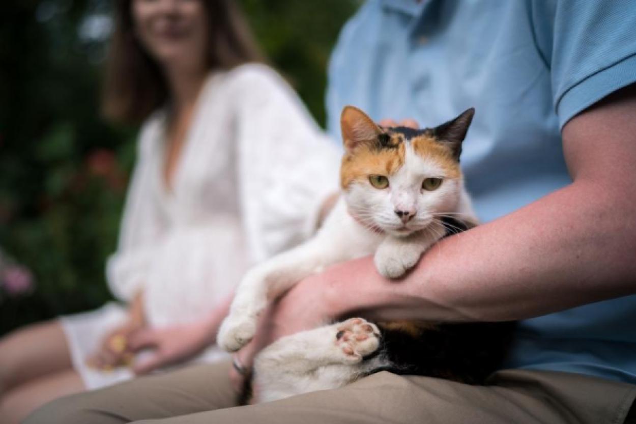 Удаление когтей у кошек: что стоит знать перед решением