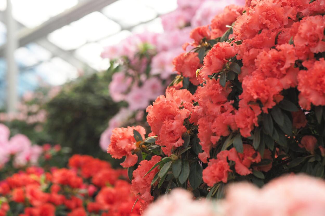 Весна в Ботаническом саду: как цветут азалии