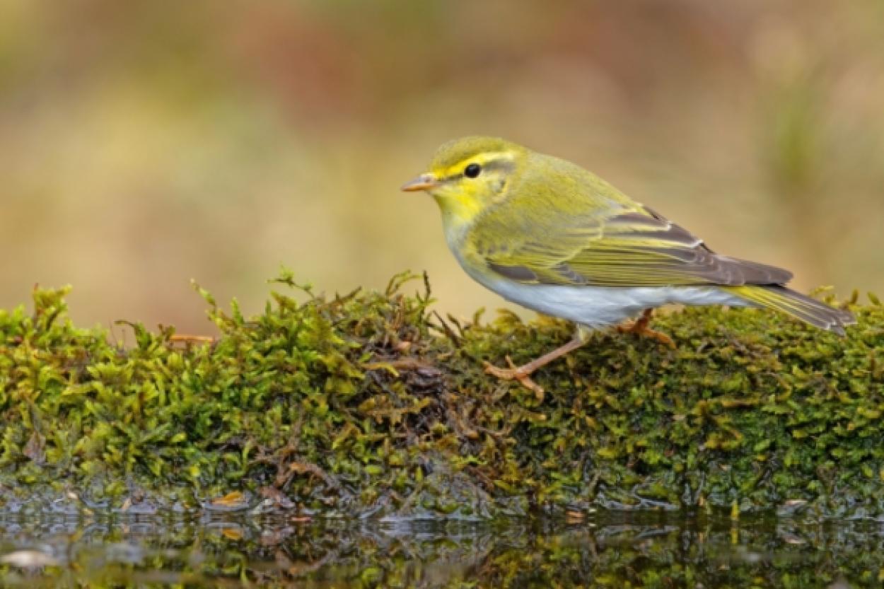 Как птицы могут предсказывать погоду