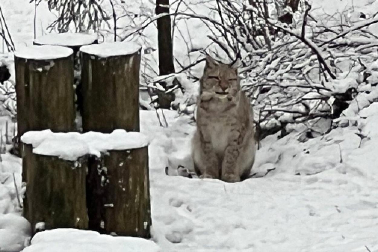 Романтическая прогулка в заповеднике Лигатне: вечер, наполненный загадками природы