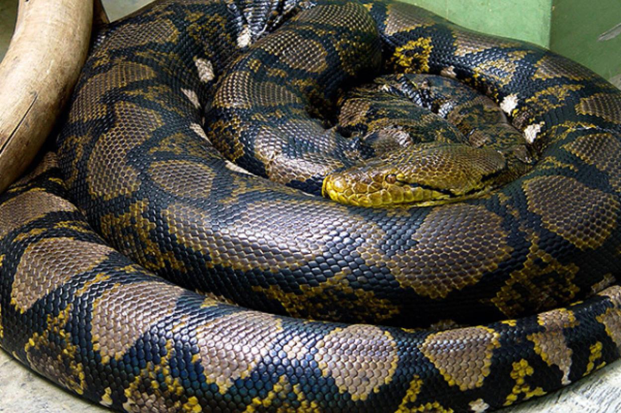 Индонезийский питон: неожиданный талант змеи