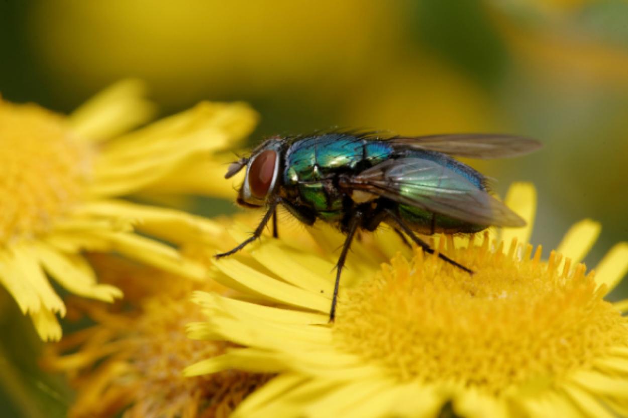 Как муха садится на потолок: удивительное исследование