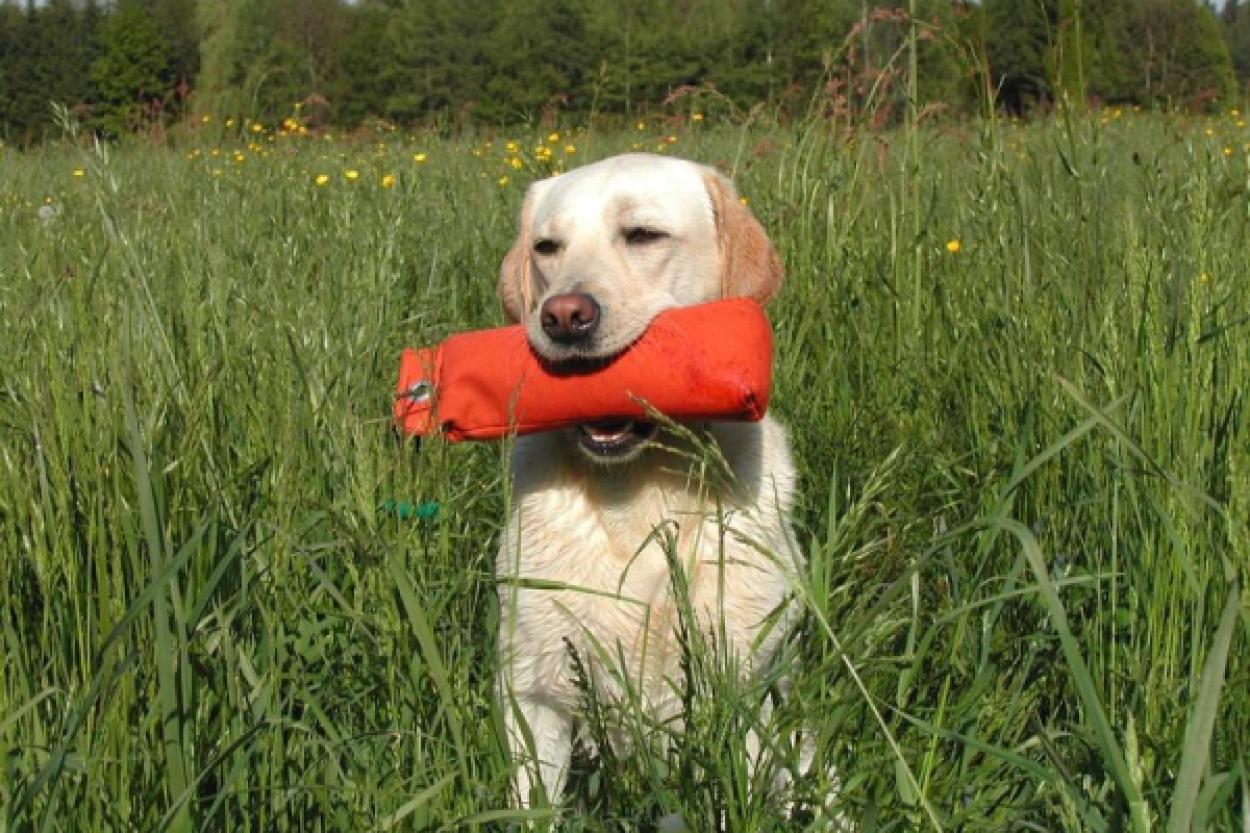 Заболевания, которые могут угрожать лабрадорам-ретриверам