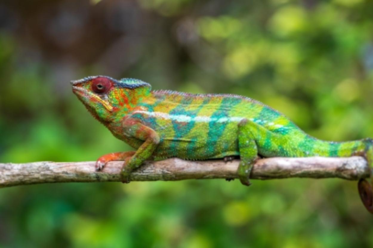 Как рептилии обходятся без пищи в течение года