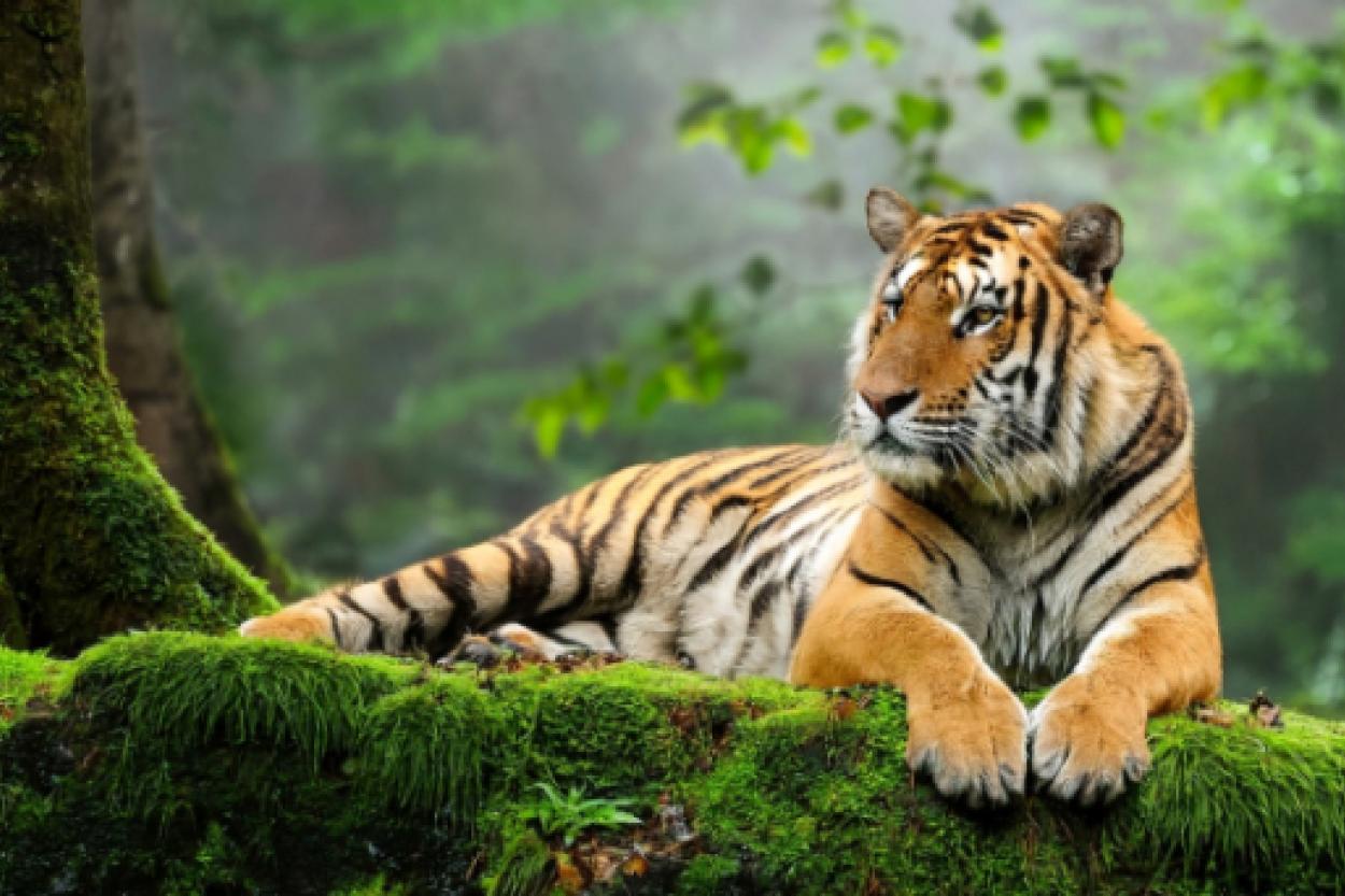 Почему тигры обладают оранжевым окрасом