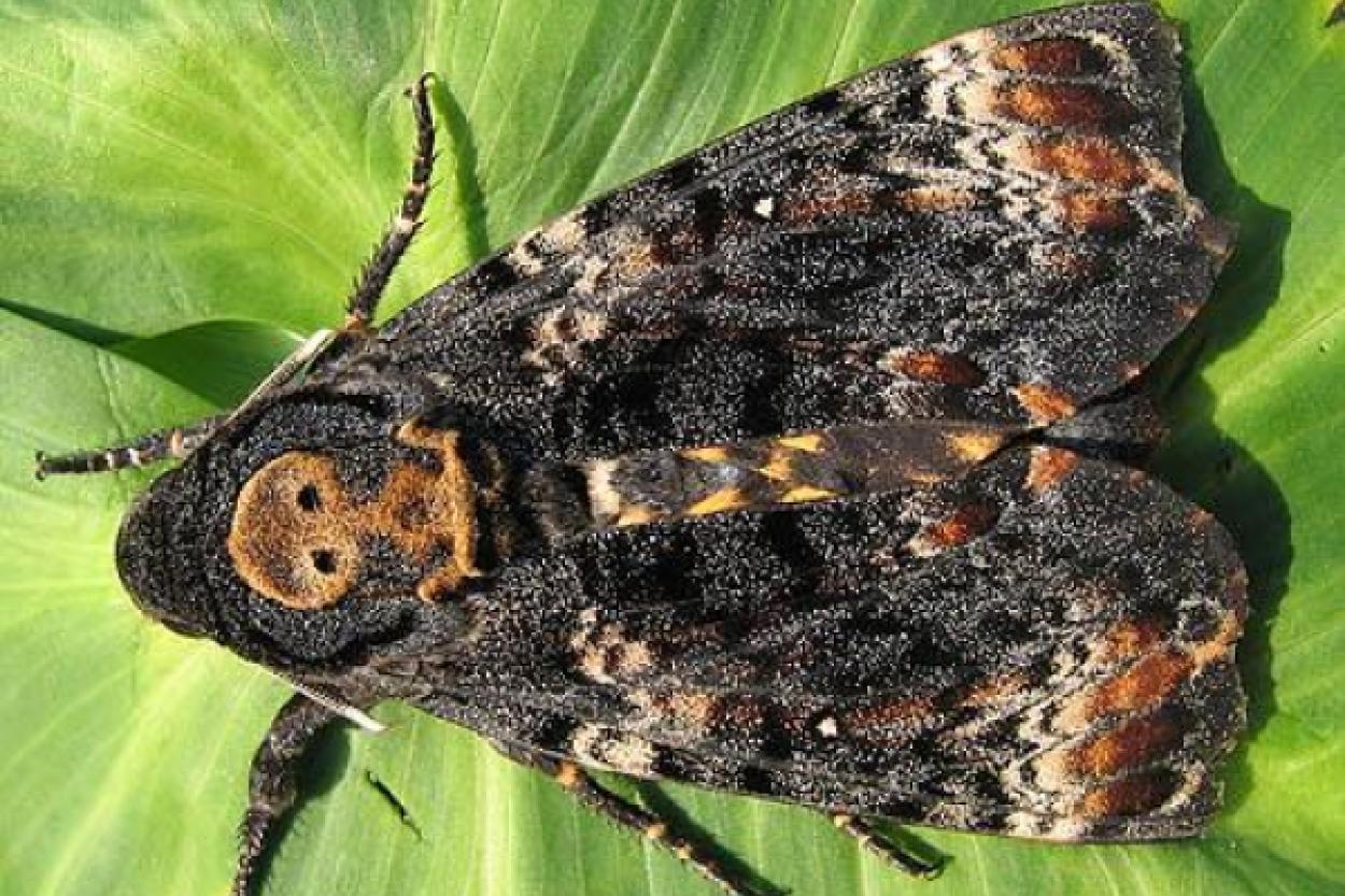 Издают ли насекомые звуки?