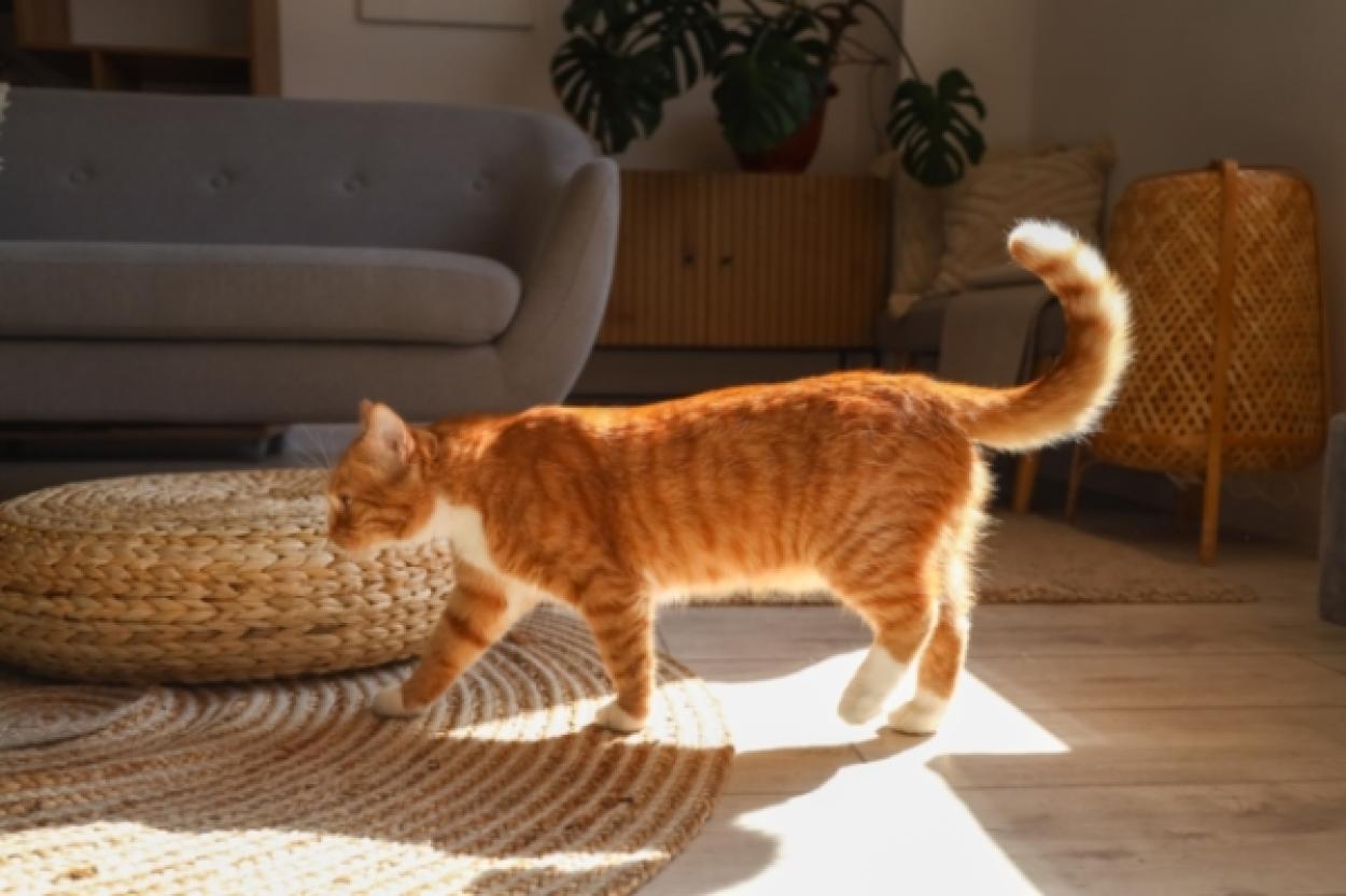 Оранжи: звезда Голливуда с двумя «Оскарами»