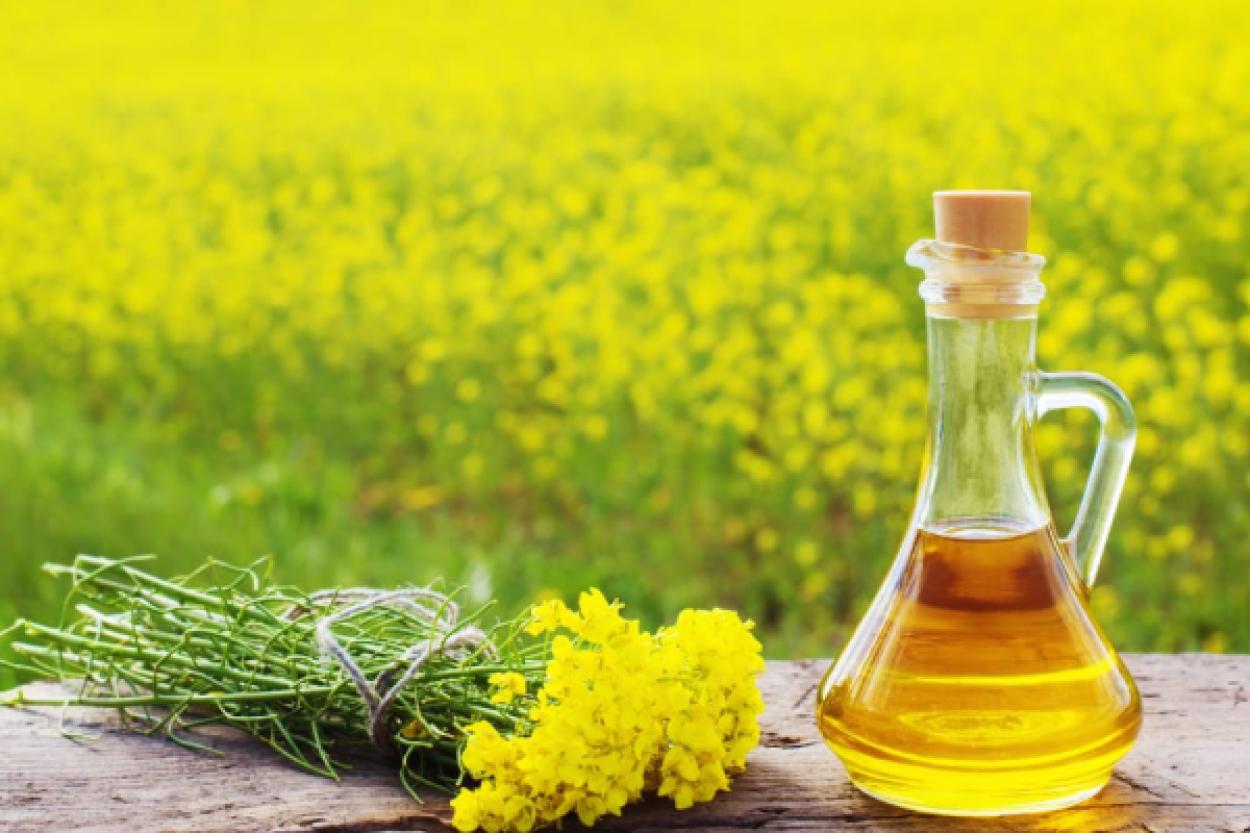 Польза рапсового масла для здоровья: экспертное мнение диетолога