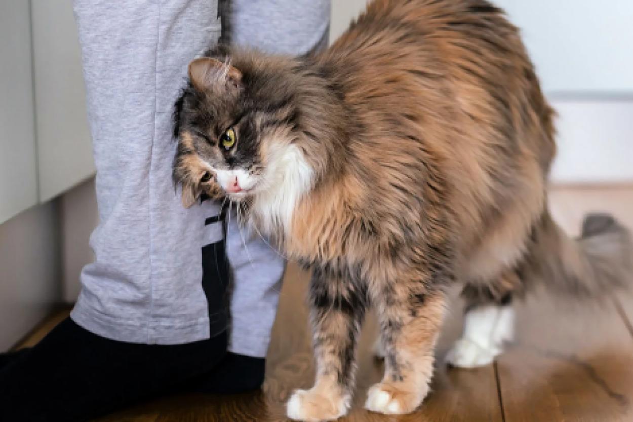 Кошачьи привычки: почему питомец ходит за хозяином "хвостиком"