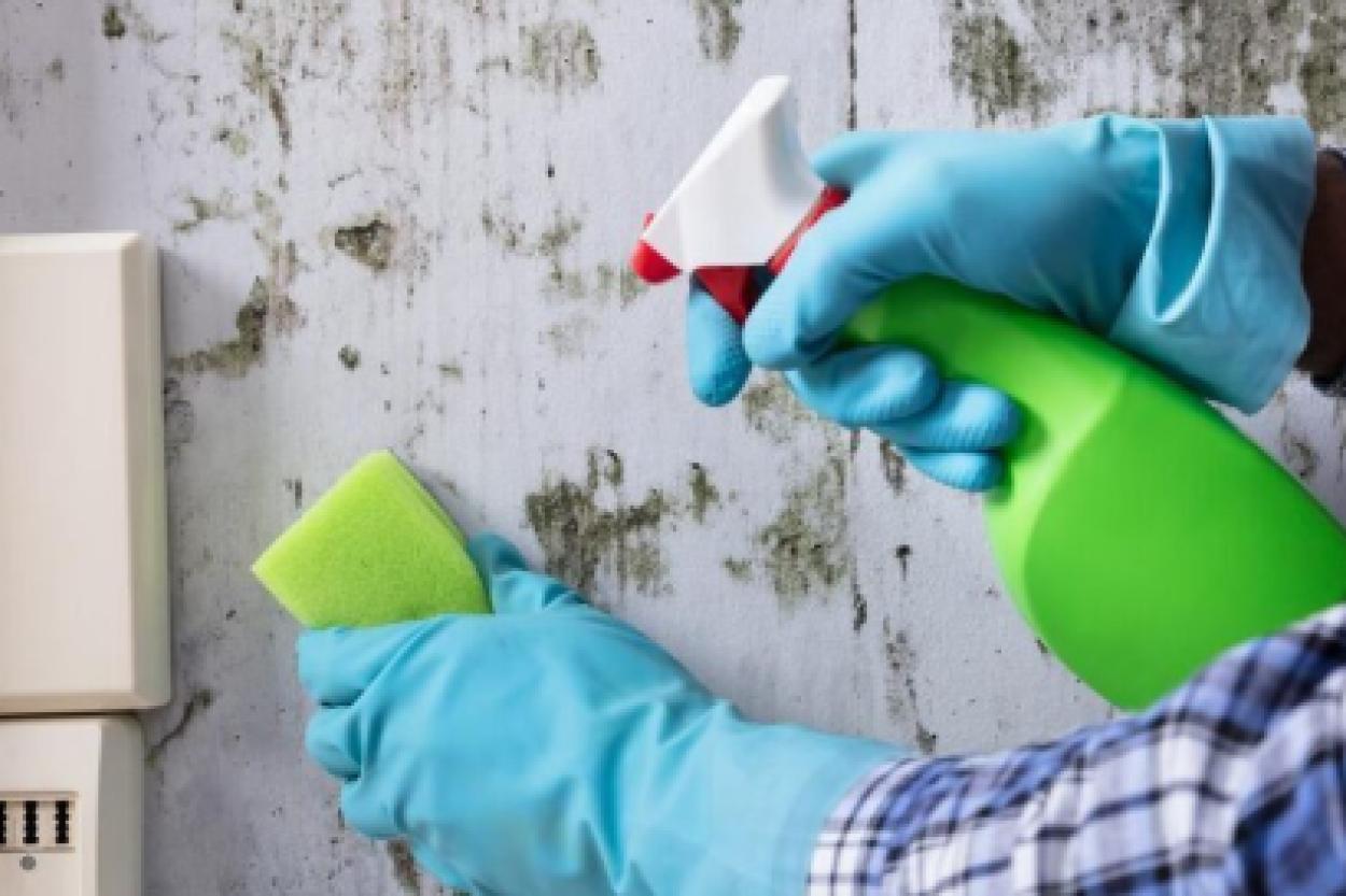 Эффективное домашнее средство против плесени