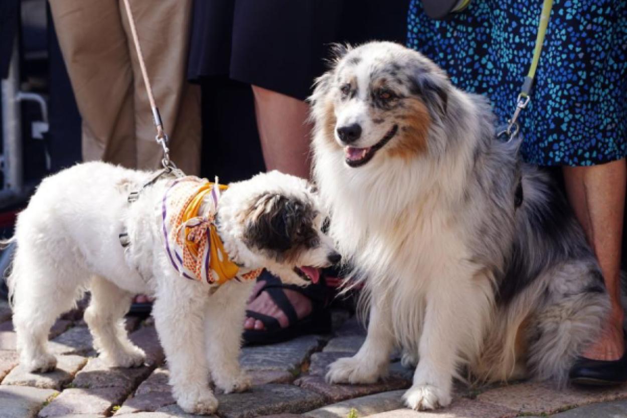 Почему собаки при встрече обнюхивают друг друга