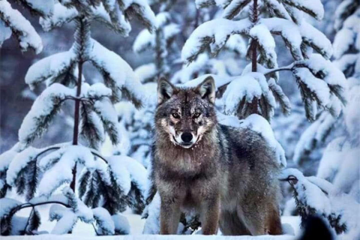 Волк-путешественник: удивительный маршрут серого хищника