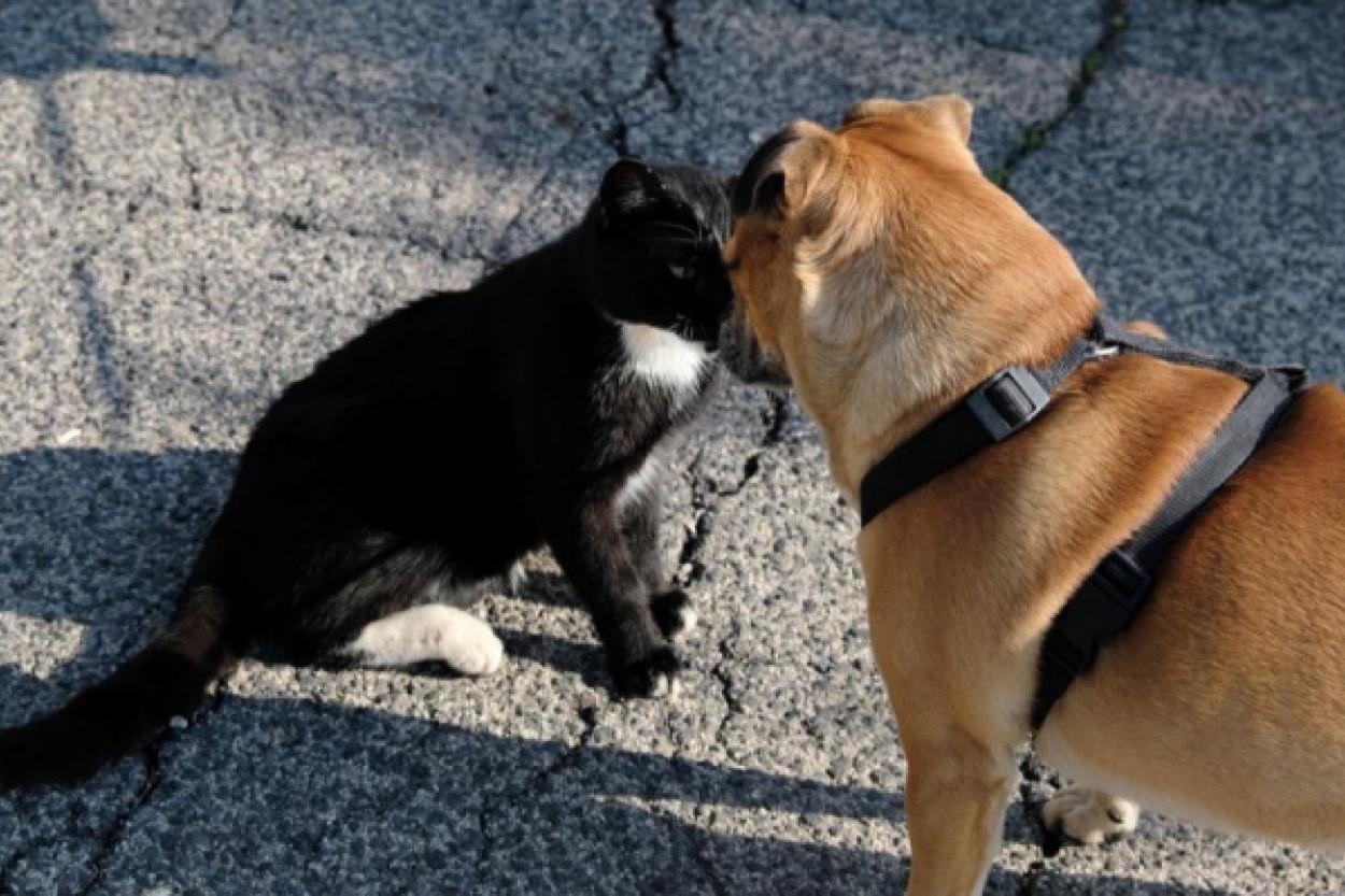 Как кошки освоили забавные игры для собак