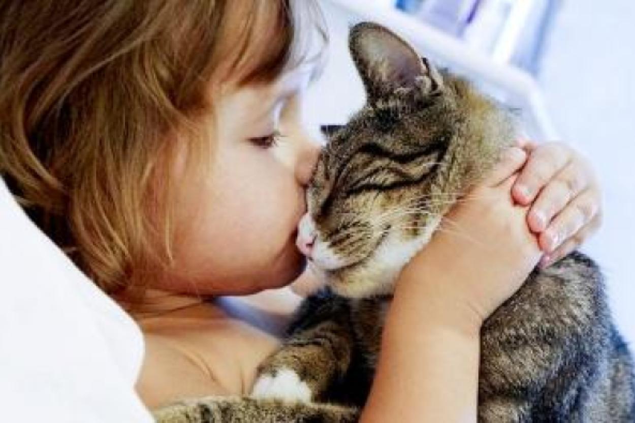 Питомец с характером тигра: удивительные факты о кошках