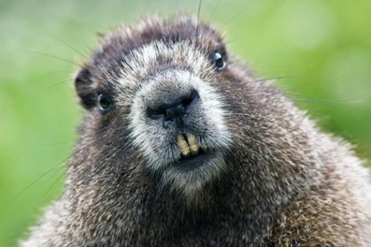 Почему бобры способны справляться с деревьями не хуже бензопилы.