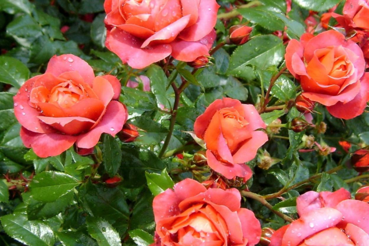 Розы не простят этой ошибки: растения, которые тайно убивают цветок