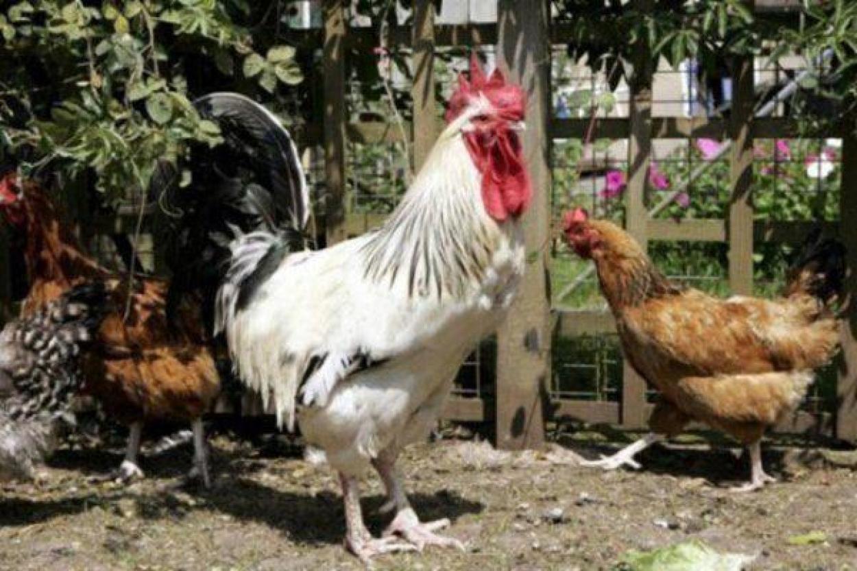 Как классическая музыка влияет на здоровье бройлеров