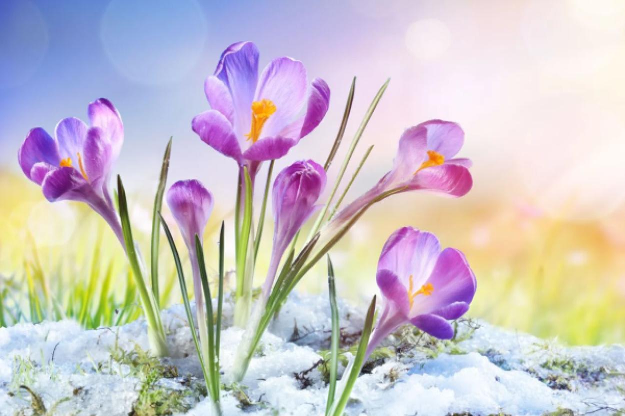 5 дел для яркого перехода от зимы к весне