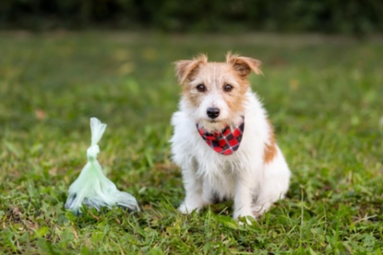 Как сицилиец пытался обмануть закон с помощью своего пса