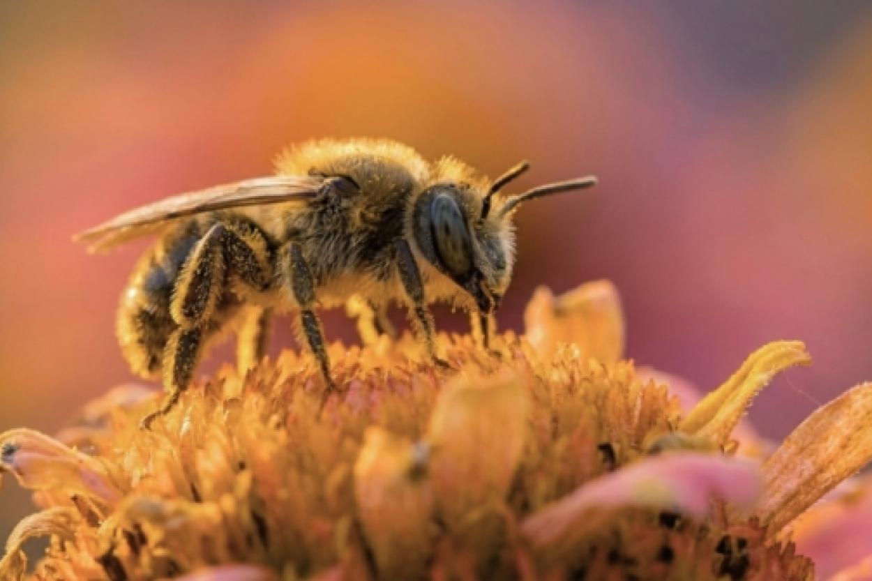 Движения пчёл: секреты их уникального «танцпола»