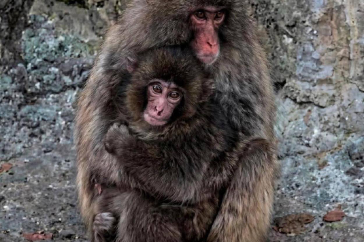 История о том, как любовь и забота меняют судьбы: усыновление макаки в Японии