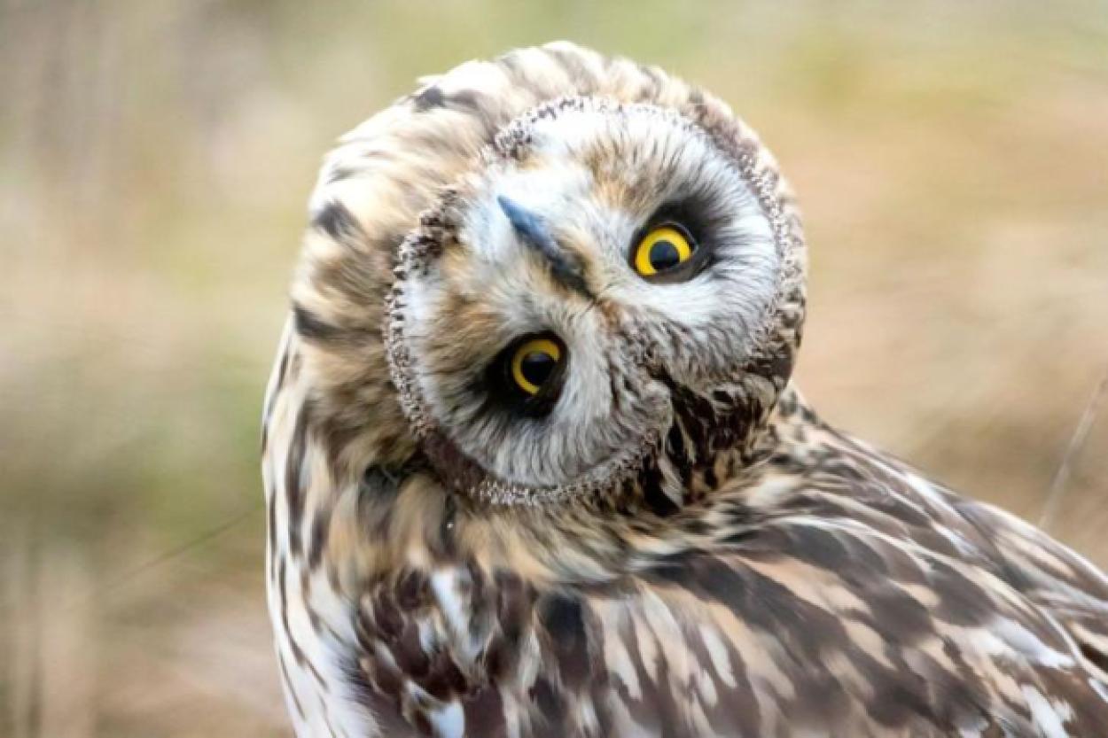 Совы: действительно ли они символ мудрости и знаний?