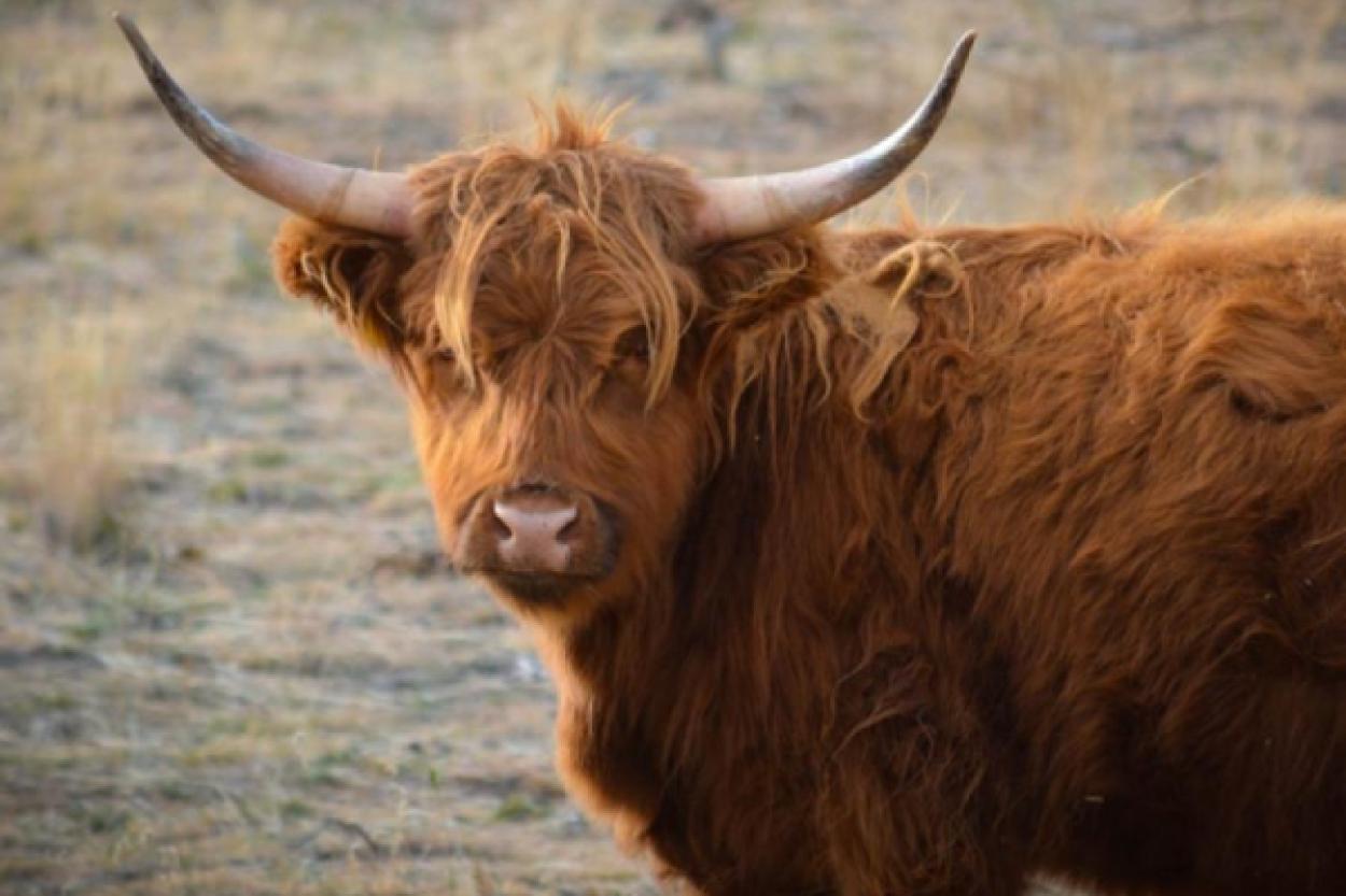 Клонирование тибетских коров в Китае: шаг к сохранению редких видов