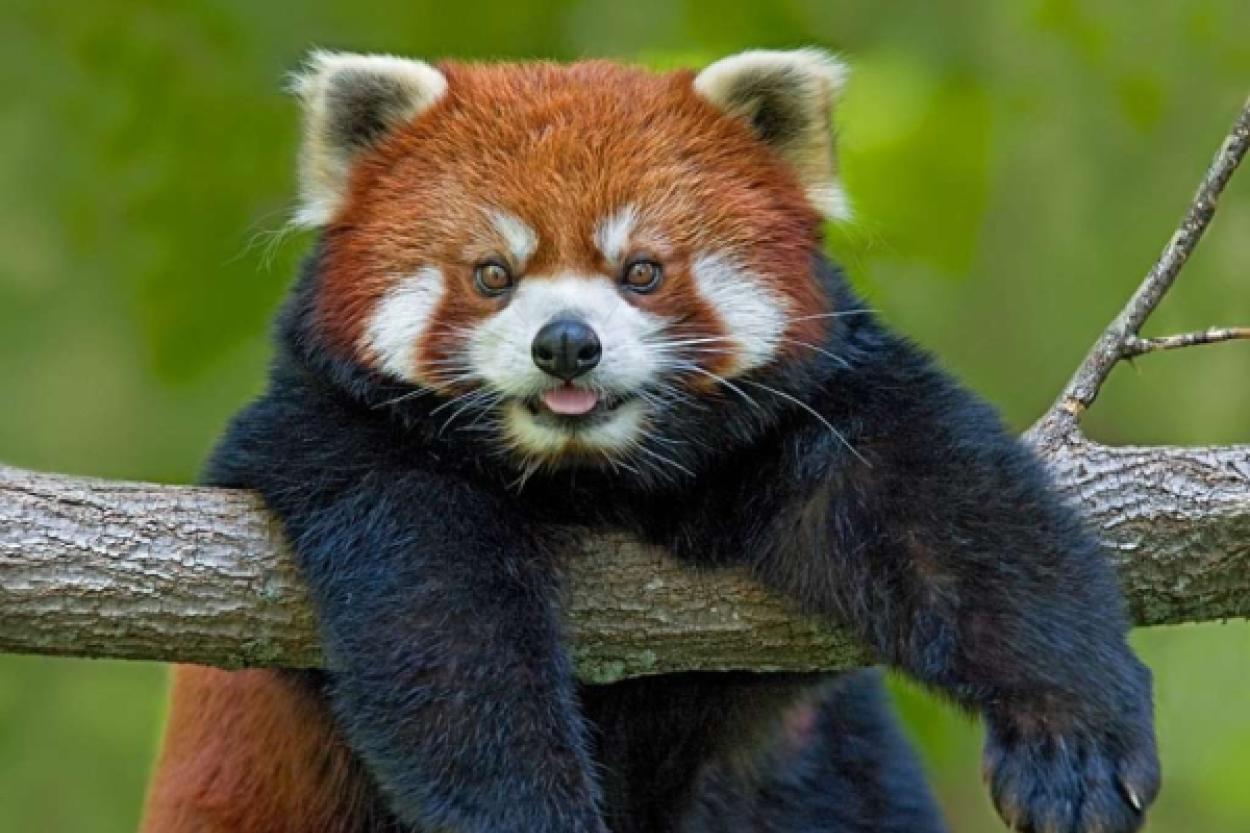 Медведи и еноты: "родственники" или нет?