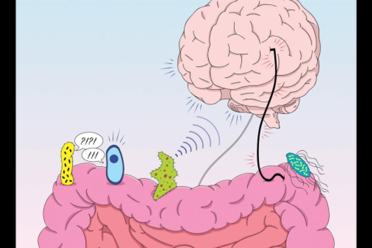 Как кишечные бактерии влияют на наш аппетит