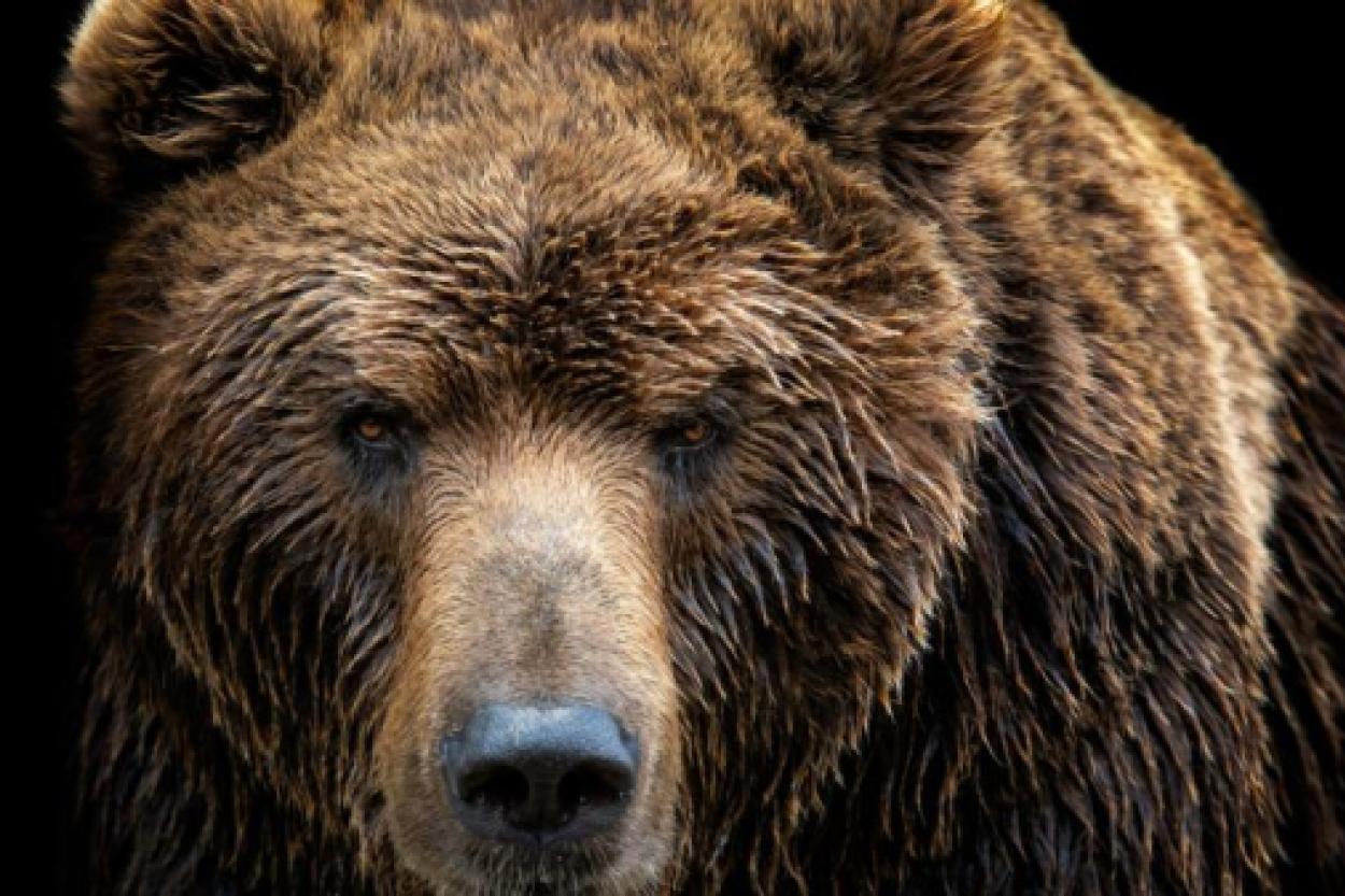 Медведи, выходящие из зимней спячки, могут удивить своим плохим настроением