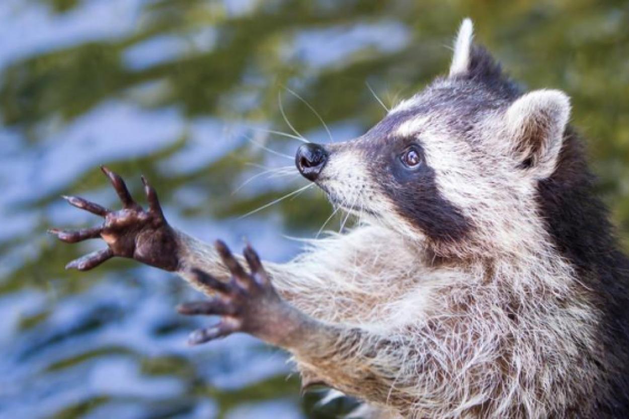 Еноты и их необычные привычки: зачем они полощут свою еду