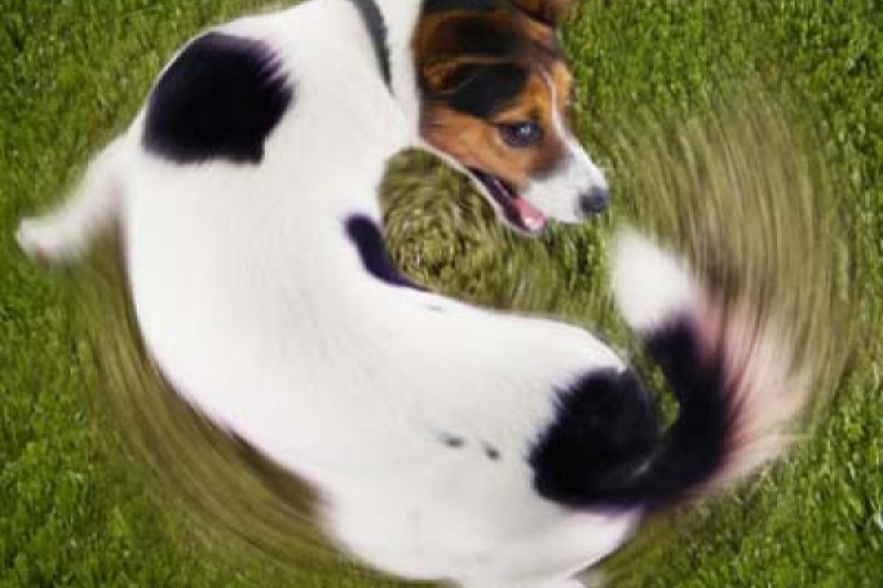 Секреты языка хвоста: что на самом деле означает виляние у собак