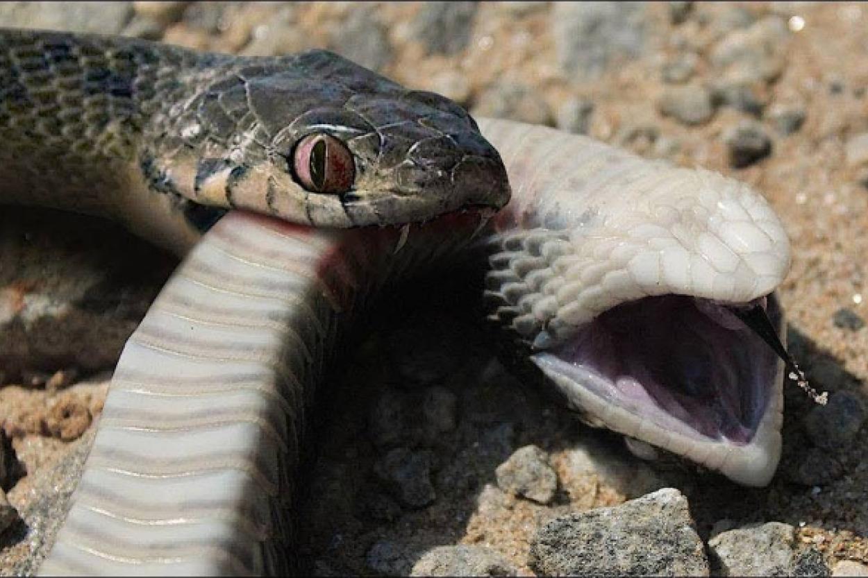 Съесть сородича: змеи и их жуткие привычки