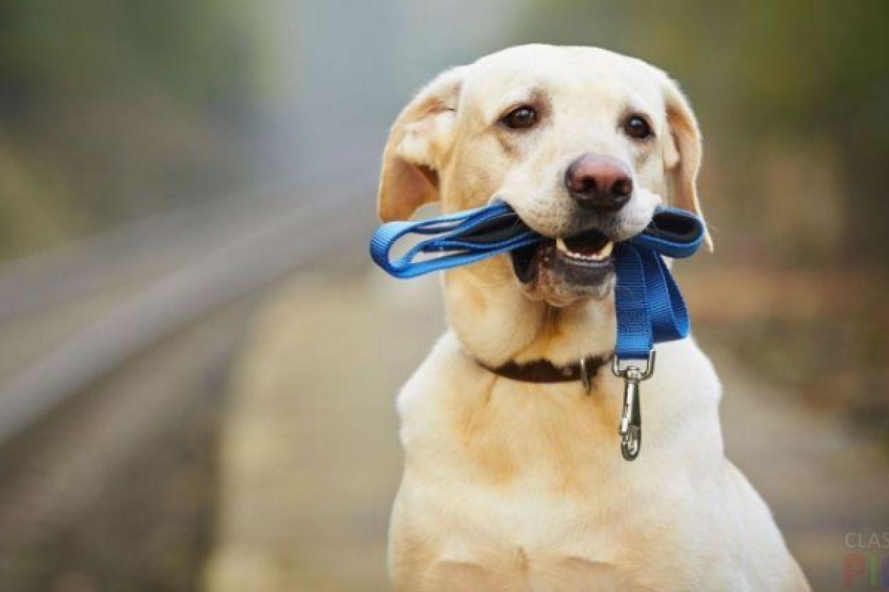 Собаки и их способность распознавать болезнь Паркинсона по запаху