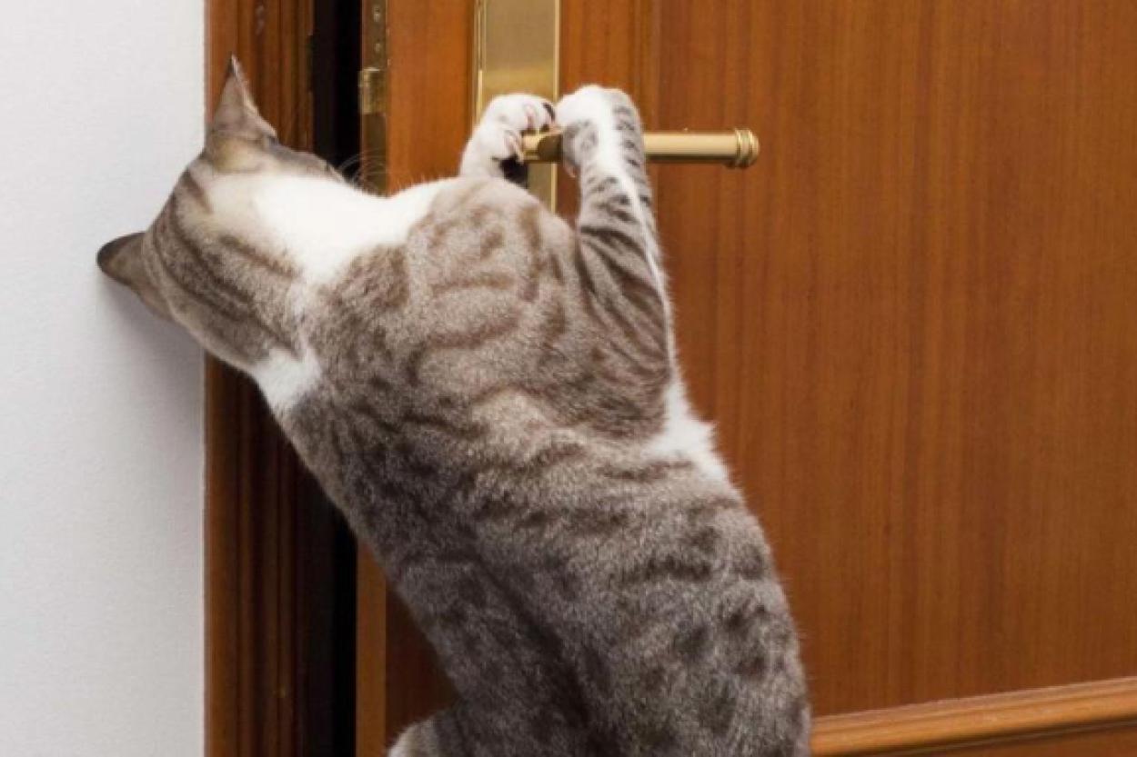 Нутром чуют: как кошки чувствуют возвращение хозяев