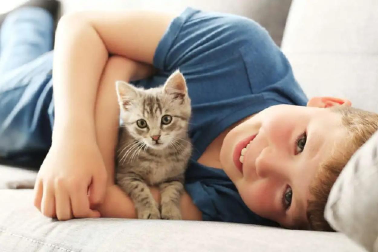 Котёнок для ребёнка — не всегда хорошая идея: что показало новое исследование