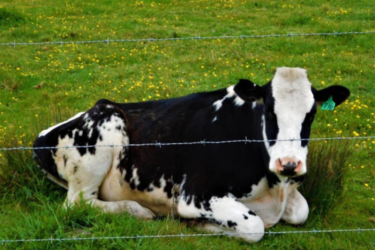 Сонные коровы производят молоко с успокаивающим эффектом