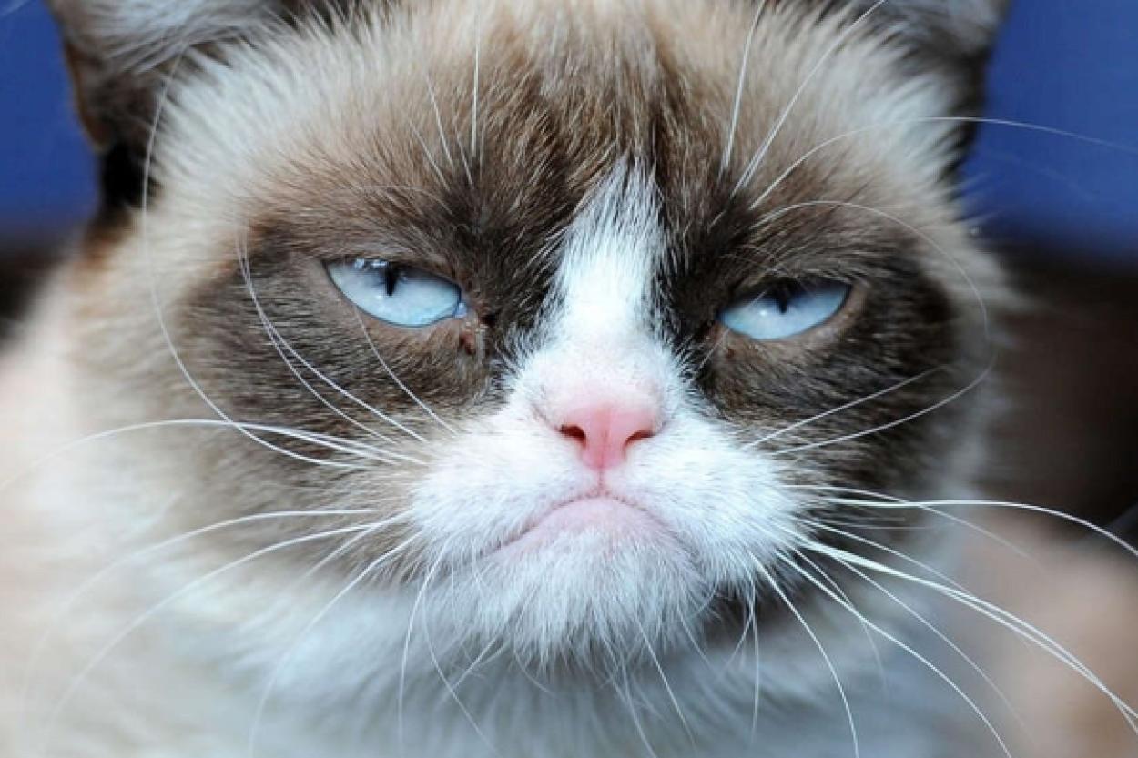 Что на самом деле хочет вам сказать кошка: мнение специалиста