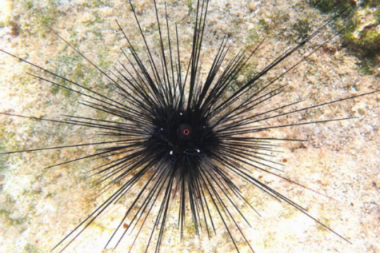 Морские ежи и их удивительная способность получать электричество из воды