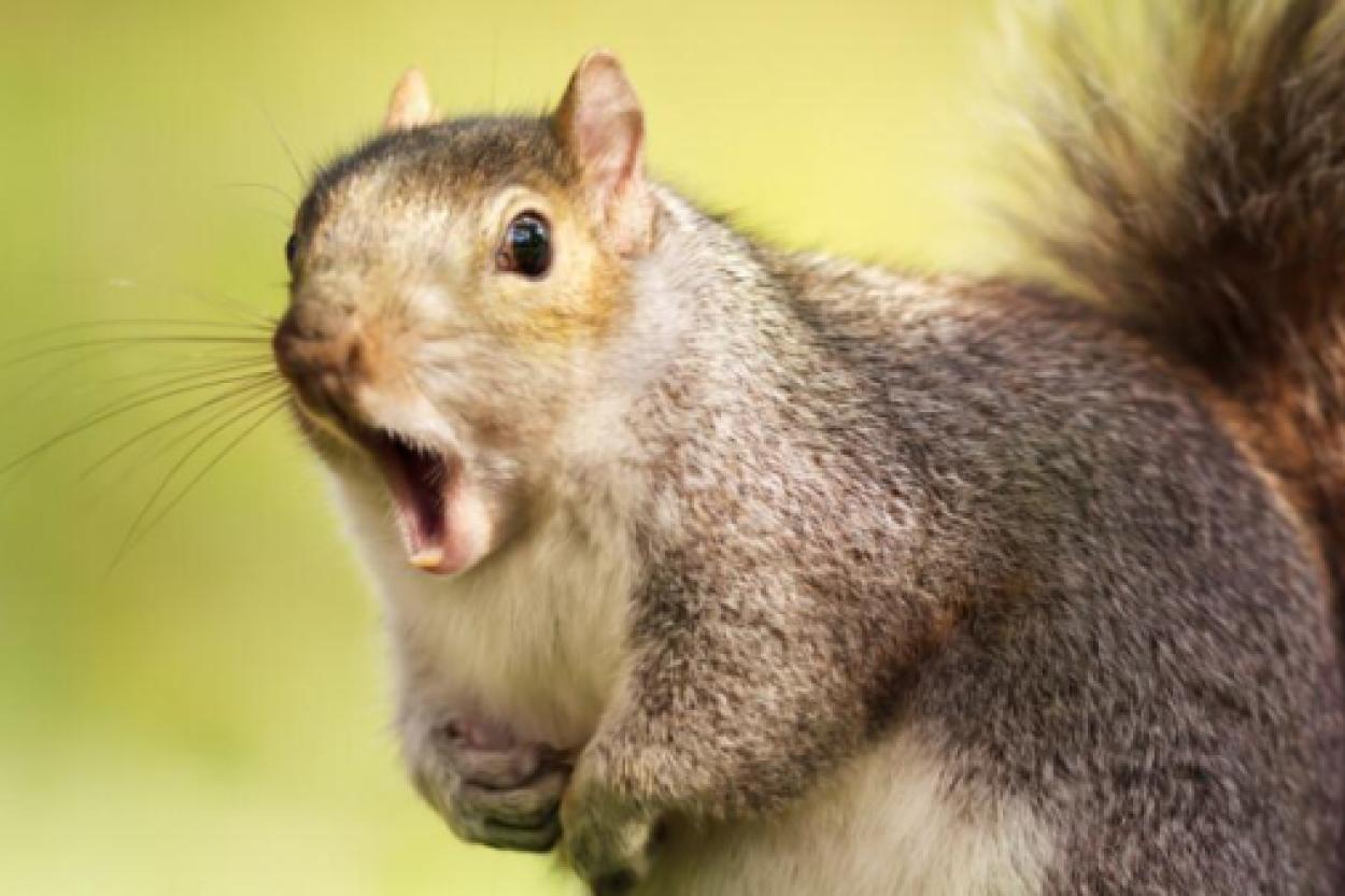 Как белка справляется с орехами