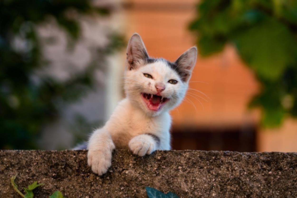 Как общение с кошкой может повлиять на вашу жизнь