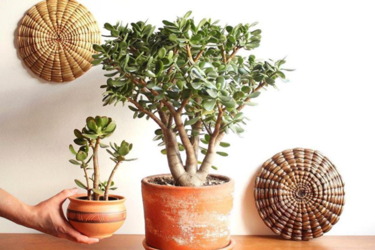 Денежное дерево: что стоит знать о его полезных свойствах