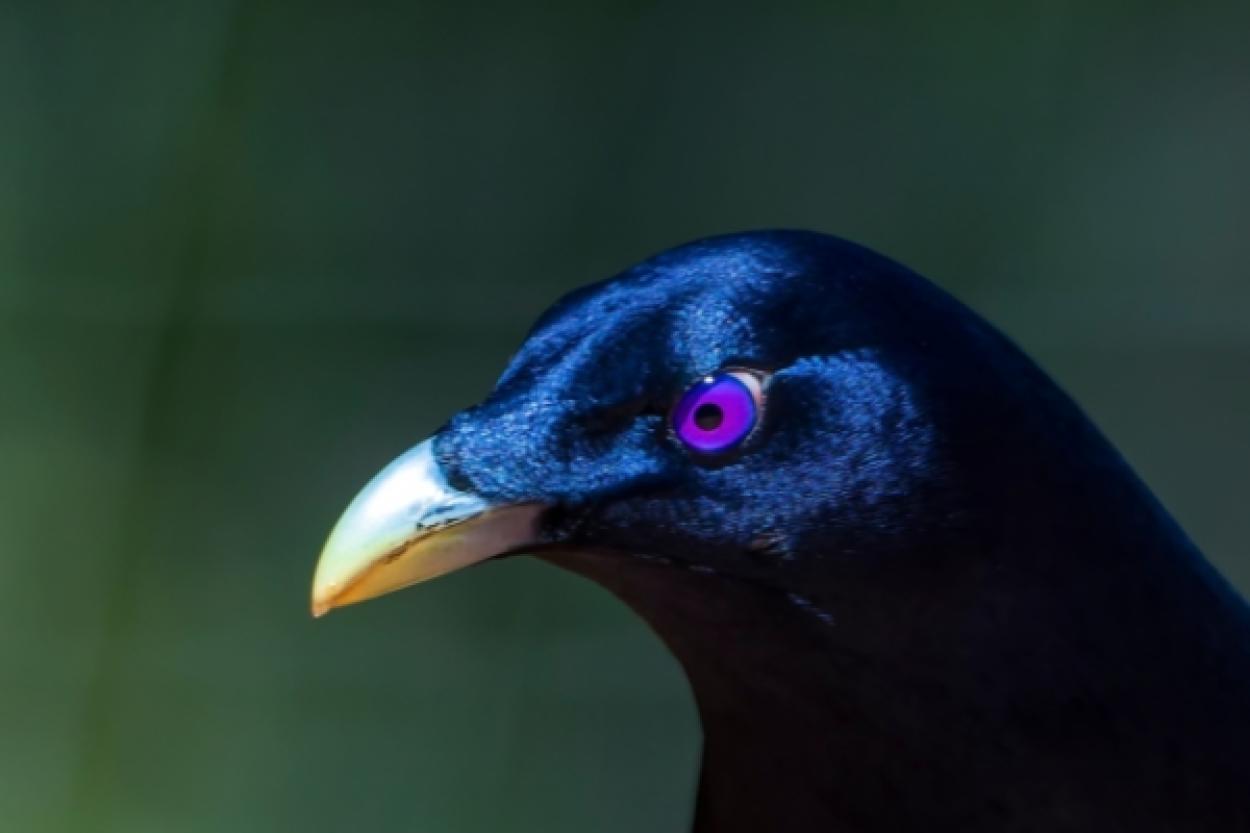 Атласный шалашник: загадочная птица с фиолетовыми глазами