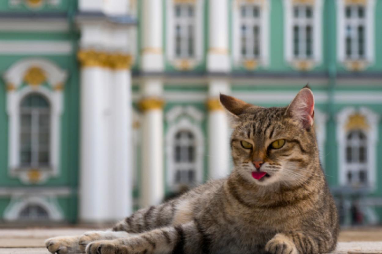 Кошки и профессии: 5 попыток обучить пушистиков полезным навыкам